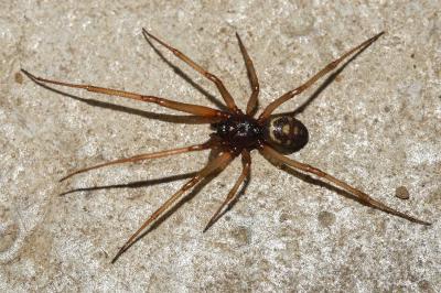 <i>Steatoda grossa</i>