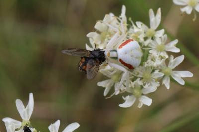 <i>Misumena vatia</i>