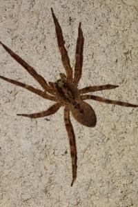 <i>Zoropsis spinimana</i>