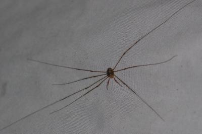 <i>Dicranopalpus ramosus</i>