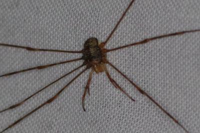 <i>Dicranopalpus ramosus</i>