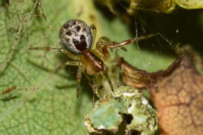 <i>Anelosimus</i>