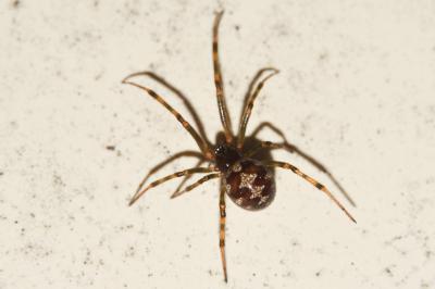 <i>Steatoda triangulosa</i>