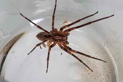 <i>Zoropsis spinimana</i>