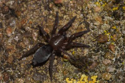 <i>Scotophaeus scutulatus</i>