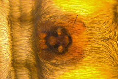 <i>Scotophaeus scutulatus</i>