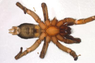 <i>Scotophaeus scutulatus</i>