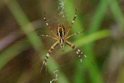<i>Argiope bruennichi</i>