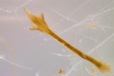 <i>Nelima doriae</i>