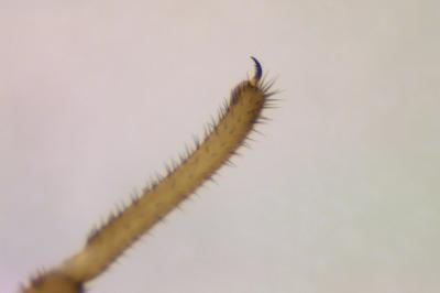 <i>Nelima doriae</i>