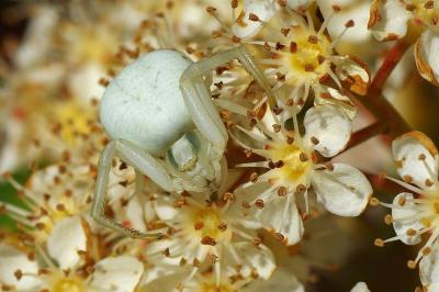 <i>Misumena vatia</i>