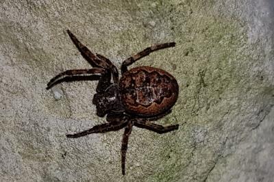 <i>Nuctenea umbratica</i>