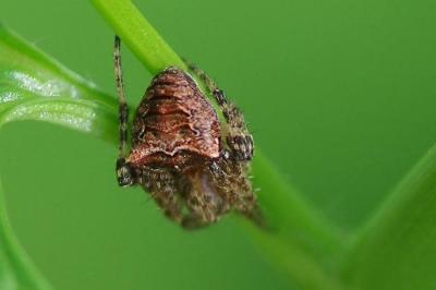 <i>Gibbaranea bituberculata</i>