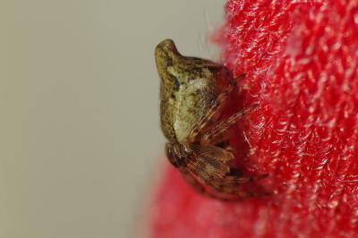 <i>Cyclosa conica</i>