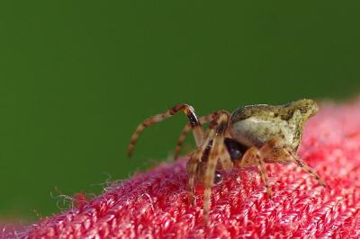 <i>Cyclosa conica</i>