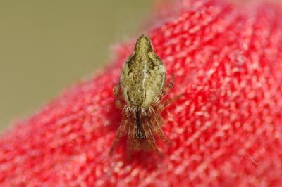 <i>Cyclosa conica</i>