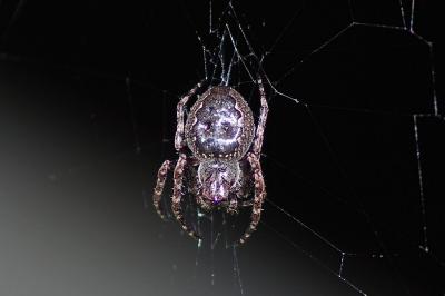 <i>Nuctenea umbratica</i>