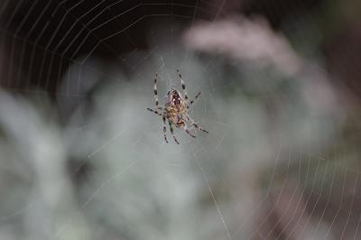 <i>Araneus diadematus</i>