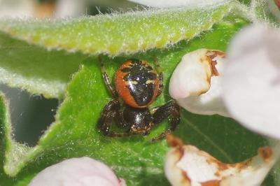 <i>Synema globosum</i>