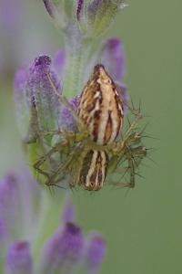 <i>Oxyopes</i>