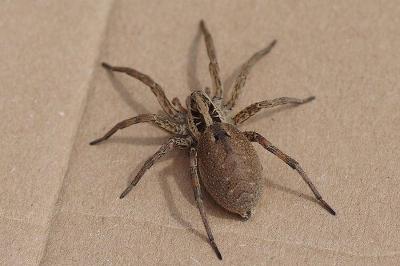 <i>Hogna radiata</i>