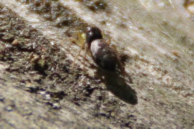 <i>Heliophanus</i>