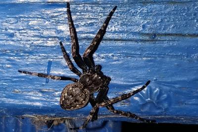 <i>Nuctenea umbratica</i>