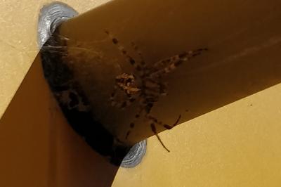 <i>Araneus diadematus</i>