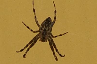 <i>Araneus diadematus</i>
