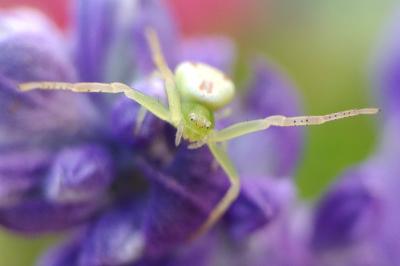 <i>Misumena vatia</i>