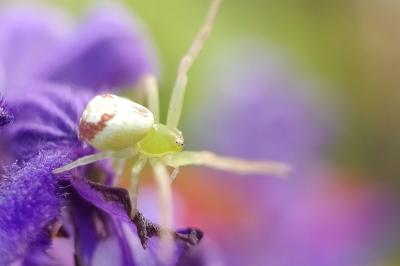 <i>Misumena vatia</i>