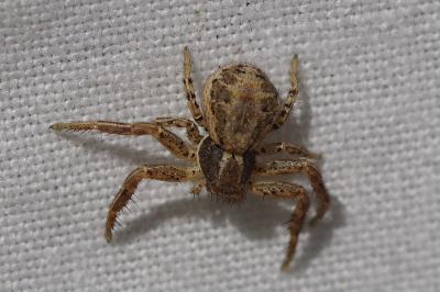 <i>Xysticus</i>