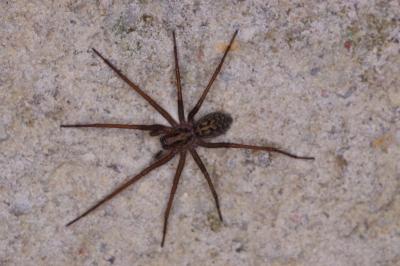 <i>Eratigena</i>