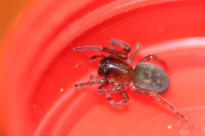 <i>Amaurobius erberi</i>