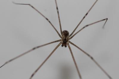 <i>Holocnemus pluchei</i>