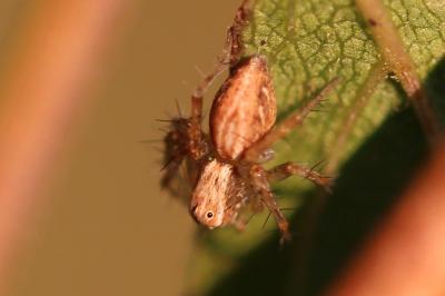 <i>Oxyopes</i>
