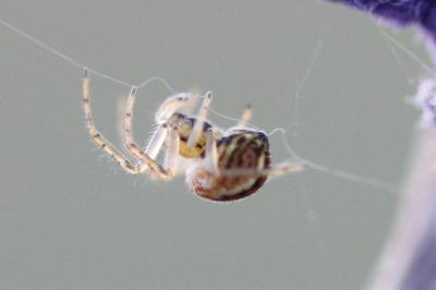<i>Mangora acalypha</i>