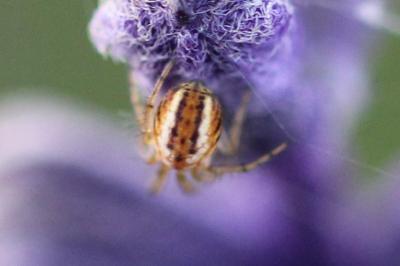 <i>Mangora acalypha</i>