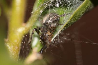 <i>Zygiella x-notata</i>