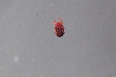 <i>Tetranychus lintearius</i>