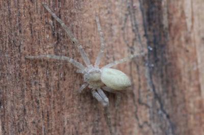<i>Philodromus</i>