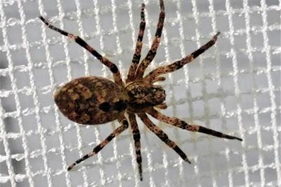 <i>Zoropsis spinimana</i>