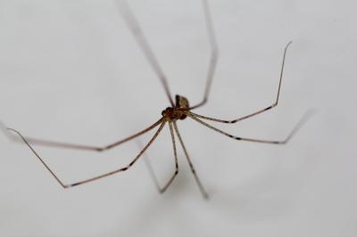 <i>Holocnemus pluchei</i>