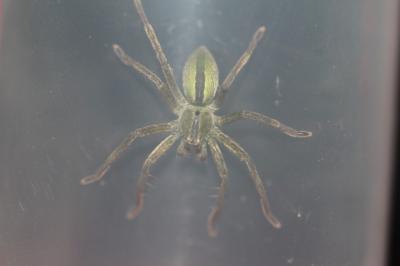 <i>Micrommata</i>