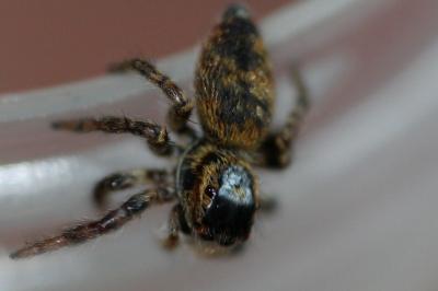 <i>Carrhotus xanthogramma</i>