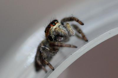<i>Carrhotus xanthogramma</i>