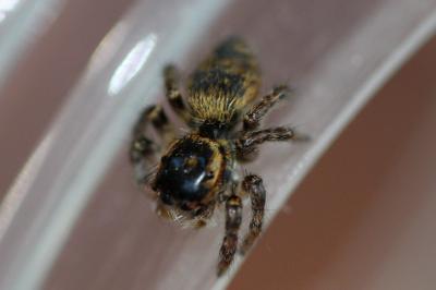 <i>Carrhotus xanthogramma</i>