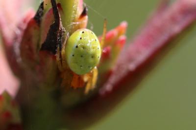 <i>Araniella</i>