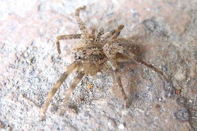 <i>Zoropsis spinimana</i>