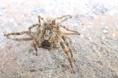 <i>Zoropsis spinimana</i>